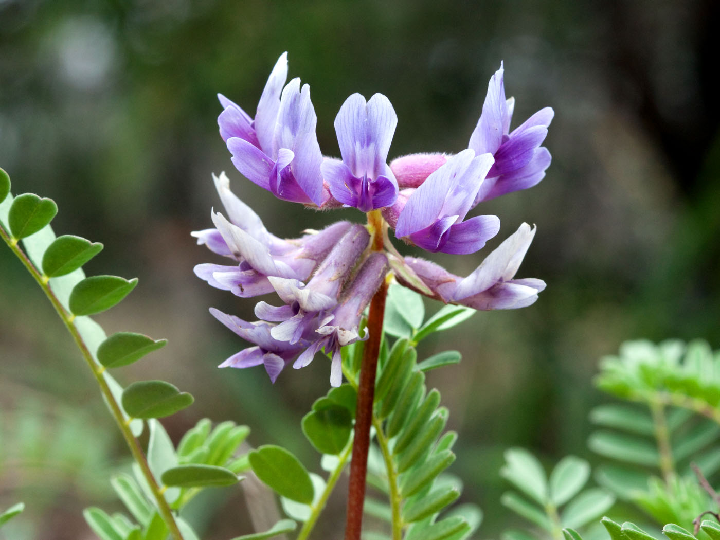 Astragalus-Membranaceus